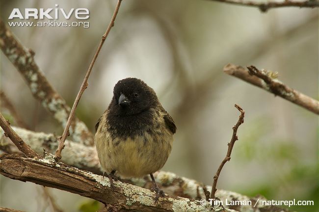 Small tree finch Small treefinch videos photos and facts Camarhynchus parvulus