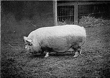 Small White pig httpsuploadwikimediaorgwikipediacommonsthu