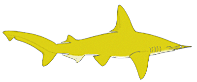 Smalleye hammerhead Fact Sheet Smalleye Hammerhead Shark
