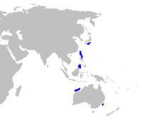 Smalleye pygmy shark httpsuploadwikimediaorgwikipediacommonsthu