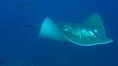 Smalleye stingray httpsuploadwikimediaorgwikipediacommonsthu