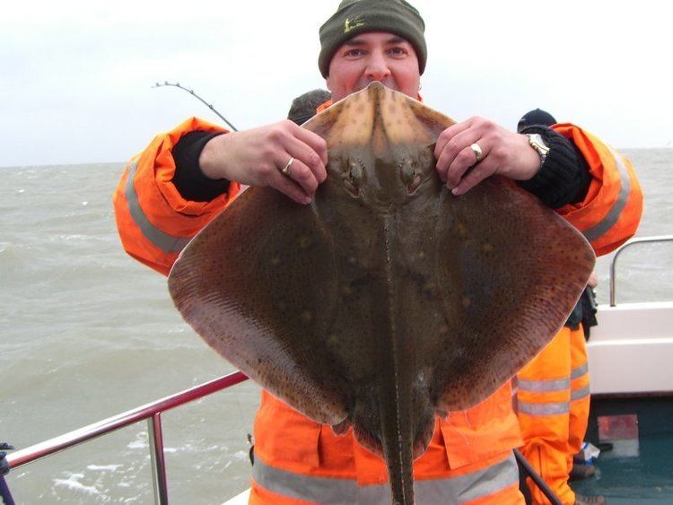 Smalleyed ray Small Eyed Ray Fishing in The Bristol Channel off South Wales with