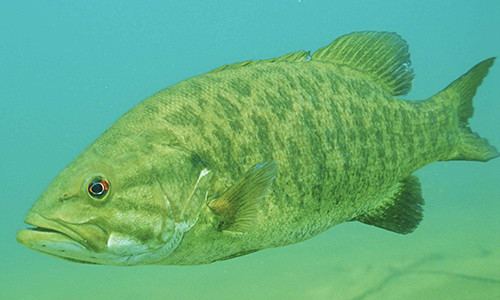 Smallmouth bass Smallmouth Bass Chesapeake Bay Program
