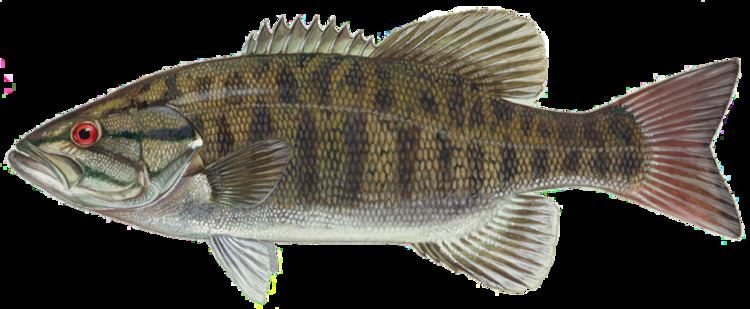 Smallmouth bass Smallmouth bass Wikipedia