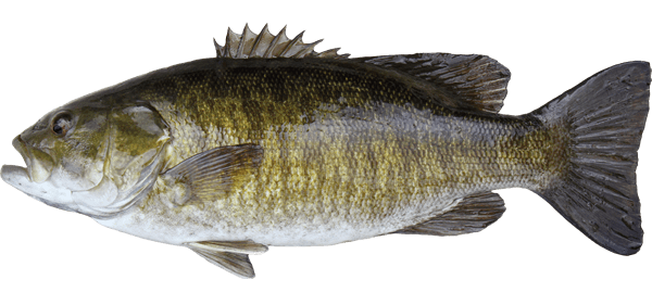 Smallmouth bass Smallmouth Bass Travel Manitoba