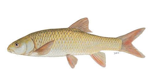 Smallmouth yellowfish Yellowfish Guide to Flyfishing in Southern Africa