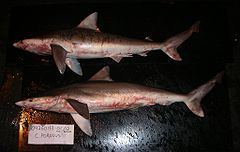 Smalltail shark httpsuploadwikimediaorgwikipediacommonsthu