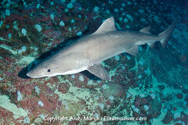 Smalltooth sand tiger Smalltooth Sandtiger Shark Information and images of Odontaspis ferox