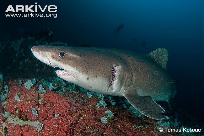 Smalltooth sand tiger Smalltooth sand tiger shark videos photos and facts Odontaspis