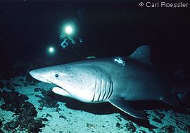 Smalltooth sand tiger Smalltooth Sand Tiger Sharks Odontaspis ferox MarineBioorg