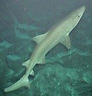 Smalltooth sand tiger httpsuploadwikimediaorgwikipediacommonsthu