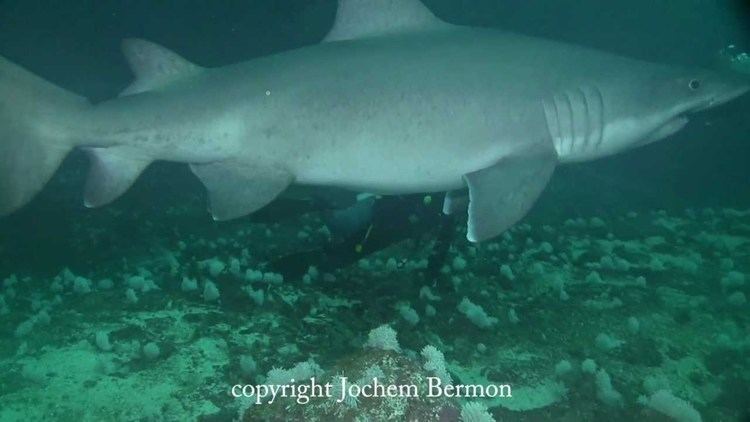 Smalltooth sand tiger Hammerhead and Smalltooth sandtiger sharks YouTube