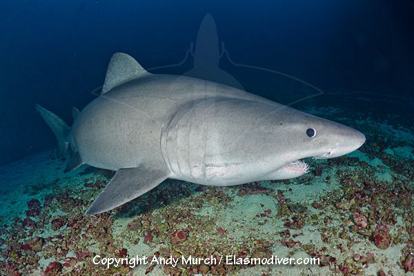 Smalltooth sand tiger Smalltooth Sandtiger Shark Information and images of Odontaspis ferox