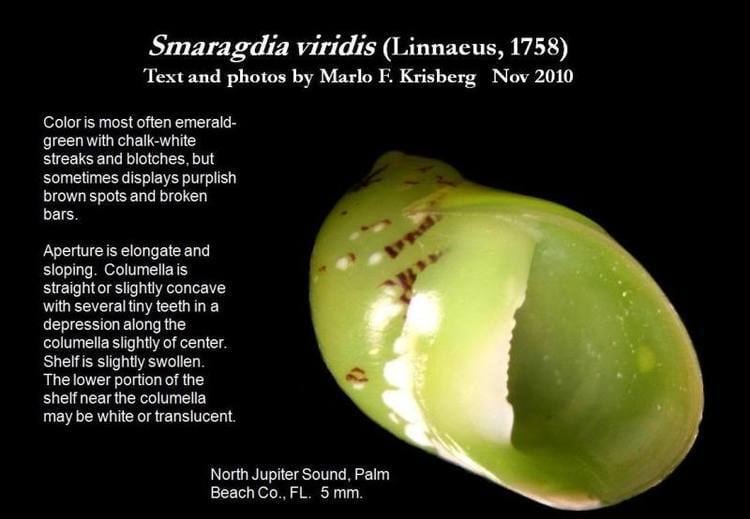 Smaragdia viridis Let39s Talk Seashells gt Smaragdia viridis Linnaeus 1758
