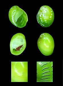 Smaragdia viridis httpsuploadwikimediaorgwikipediacommonsthu
