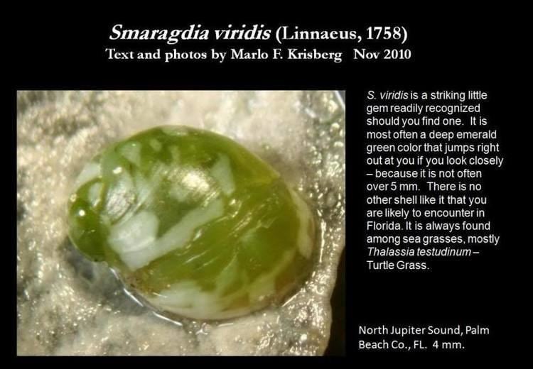 Smaragdia viridis Smaragdia viridis Linnaeus 1758 Let39s Talk Seashells