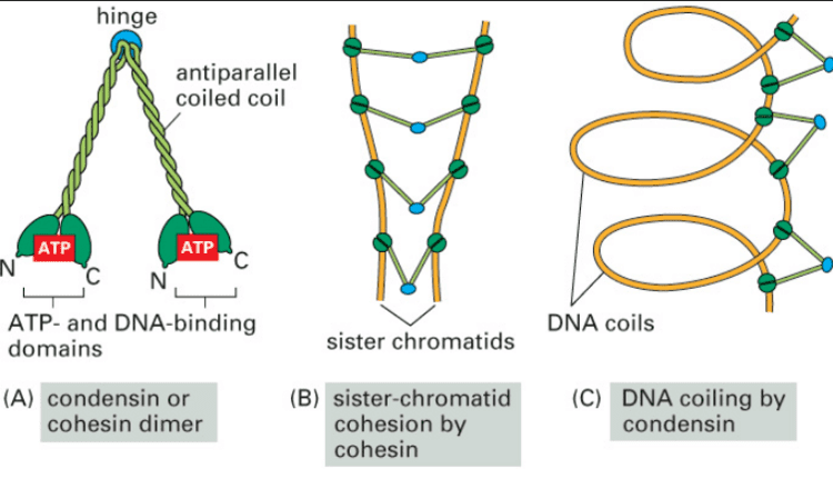 SMC protein Chromosome condensation amazing evidence of design