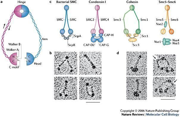 SMC protein Figure 1At the heart of the chromosome SMC proteins in action