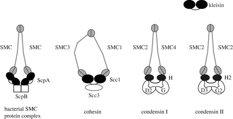 SMC protein SMC proteins and chromosome mechanics from bacteria to humans