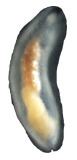 Smeagol (gastropod) httpsuploadwikimediaorgwikipediacommonsff
