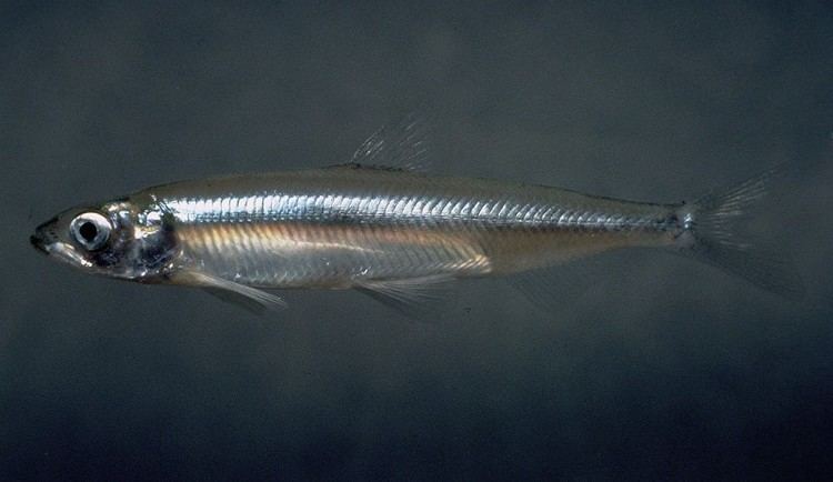 Smelt (fish) A Tiny California Fish Is On Brink Of Extinction And The
