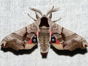 Smerinthus jamaicensis Moth Photographers Group Smerinthus jamaicensis 7821