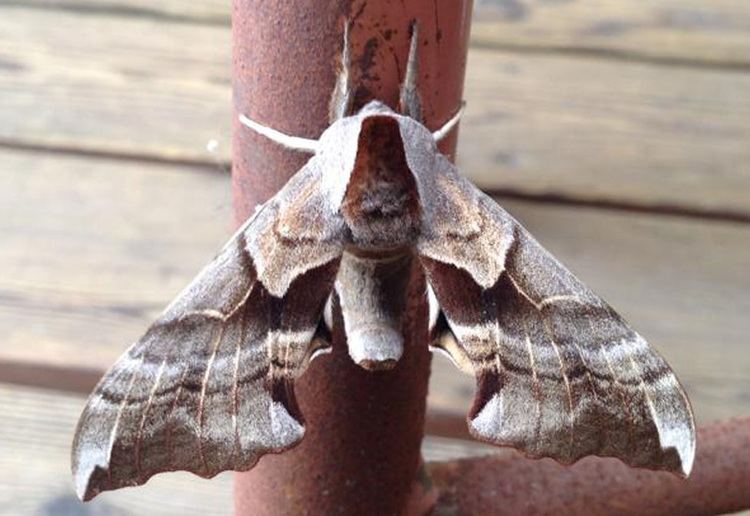 Smerinthus ophthalmica Sphinx Moth Smerinthus ophthalmica What39s That Bug