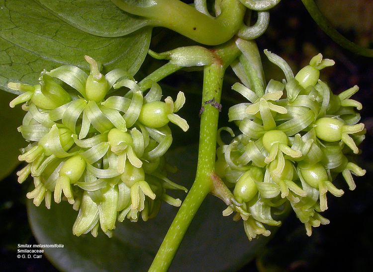 Smilacaceae Flowering Plant Families UH Botany