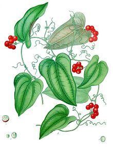 Smilax aristolochiifolia httpsuploadwikimediaorgwikipediacommonsthu