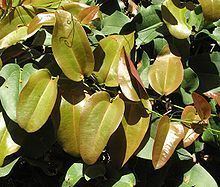 Smilax australis httpsuploadwikimediaorgwikipediacommonsthu