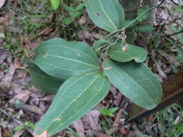 Smilax australis Smilax australis