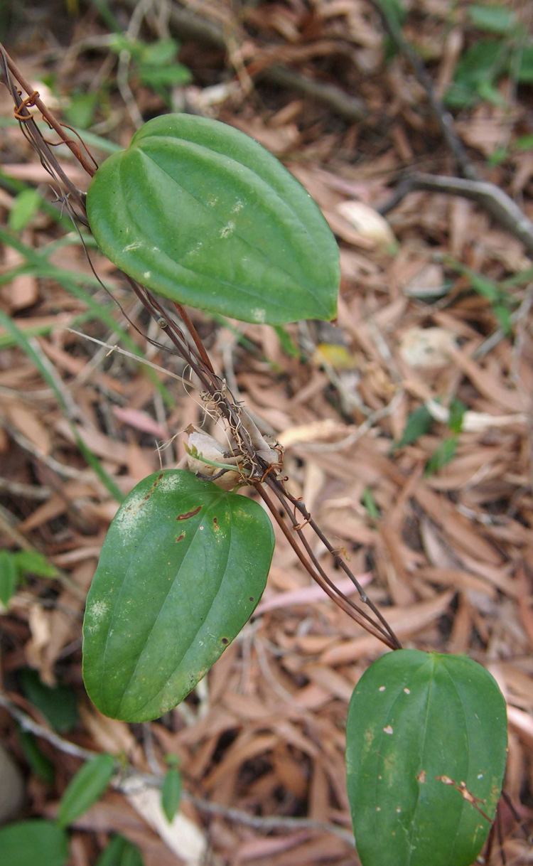 Smilax australis FileSmilax australis foliagejpg Wikimedia Commons