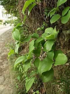 Smilax china wwwpfaforgAdminPlantImagesSmilaxChina2jpg