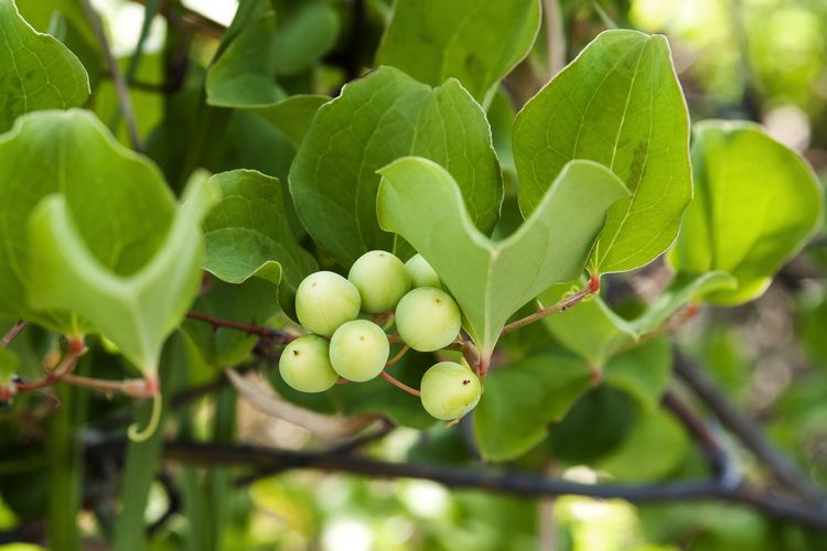 Smilax china Sarsaparillangchina Dr Farrah Cancer Center