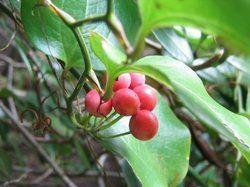 Smilax china Smilax ChinaSmilax China PlantSmilax China SeedSmilax China