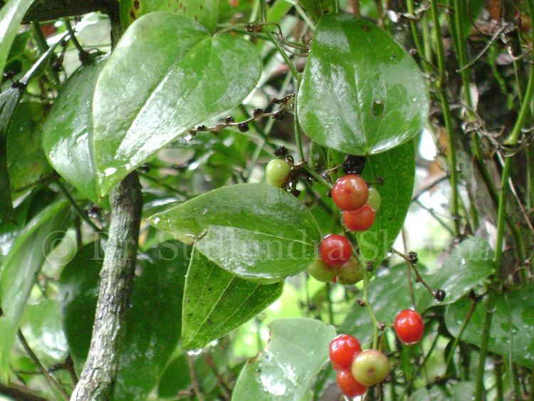 Smilax china Smilax china Linn Hindi