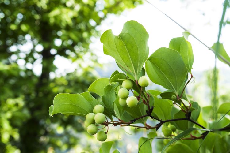 Smilax china FileSmilax china 2jpg Wikimedia Commons