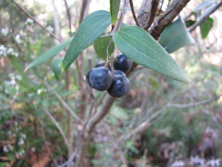 Smilax glyciphylla Sydney39s Wildflowers and Native Plants Smilax glyciphylla Native