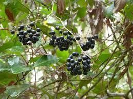 Smilax glyciphylla Smilax glyciphylla seedlings 6m 1000 Seederama Huge