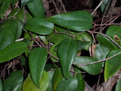 Smilax glyciphylla Factsheet Smilax glyciphylla