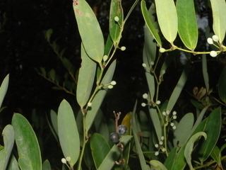 Smilax laurifolia Smilax laurifolia Laurel greenbrier Discover Life
