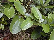 Smilax melastomifolia httpsuploadwikimediaorgwikipediacommonsthu