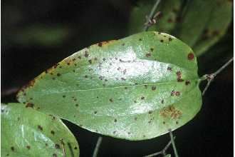 Smilax walteri Plants Profile for Smilax walteri coral greenbrier