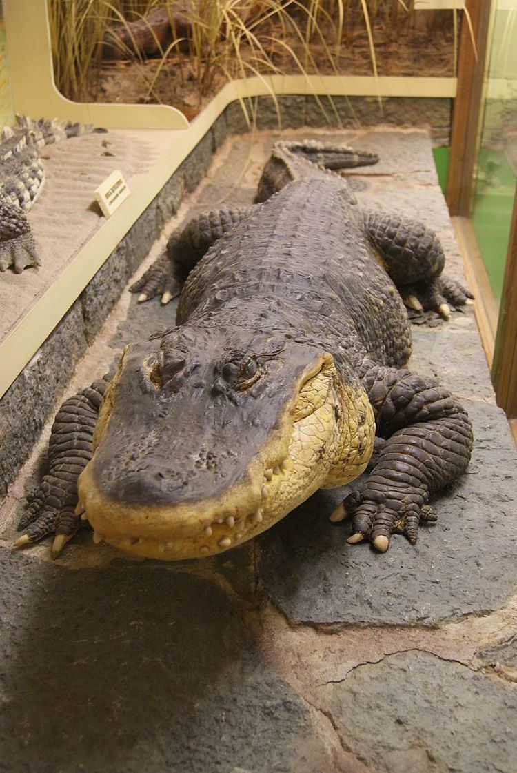 Smiley (alligator)