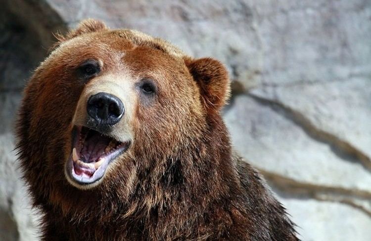 Smiling Bears Project Syndicate Beware of smiling bears KyivPost