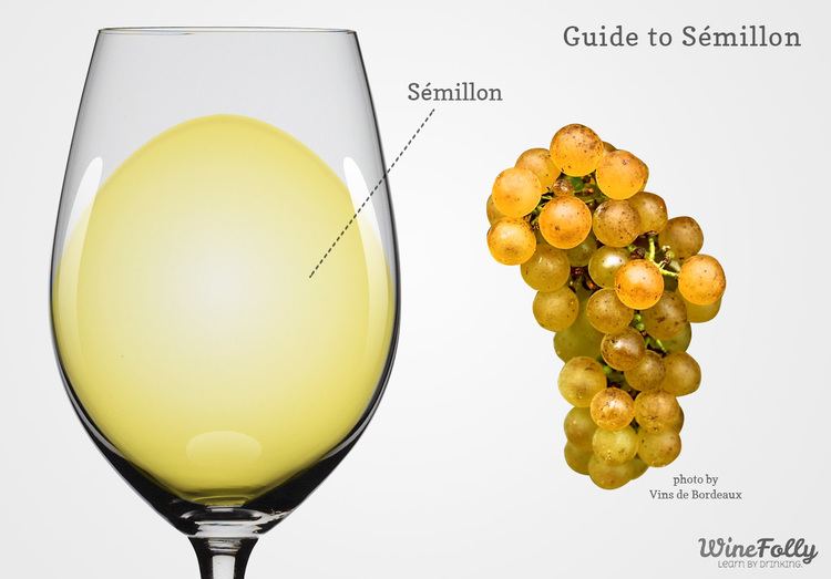 Sémillon Semillon Wine Frances 3rd Most Important White Wine Folly