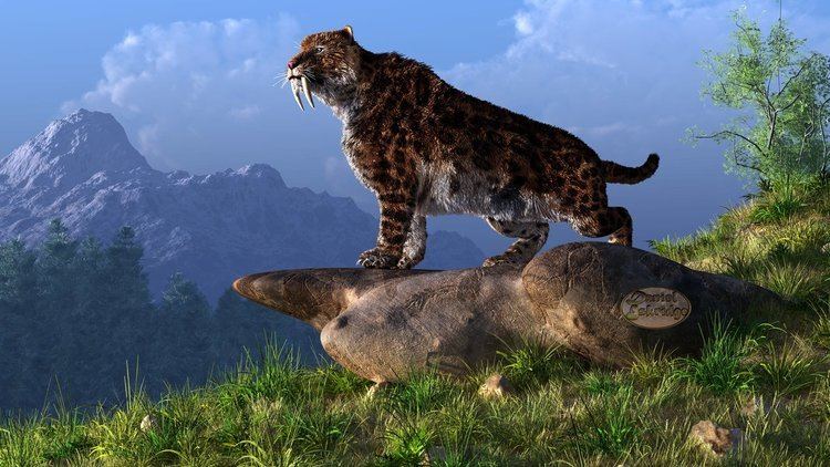 Smilodon Smilodon Facts and Pictures