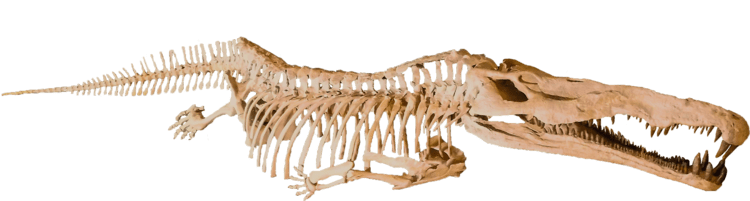 Smilosuchus Smilosuchus gregorii by Triebold Paleontology Inc