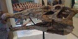 Smilosuchus httpsuploadwikimediaorgwikipediacommonsthu