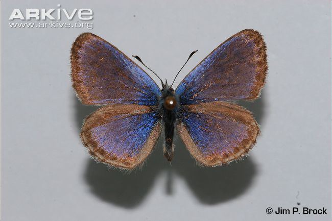 Smith's blue butterfly Smith39s blue butterfly videos photos and facts Euphilotes enoptes